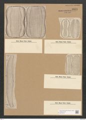 Amphora formosa Cleve (de-Toni-Nr.: Genus 36, Species 1599) Zeichnungen Sammlung Grunow Nr. 3071 (NHMW-BOT-W0370473)